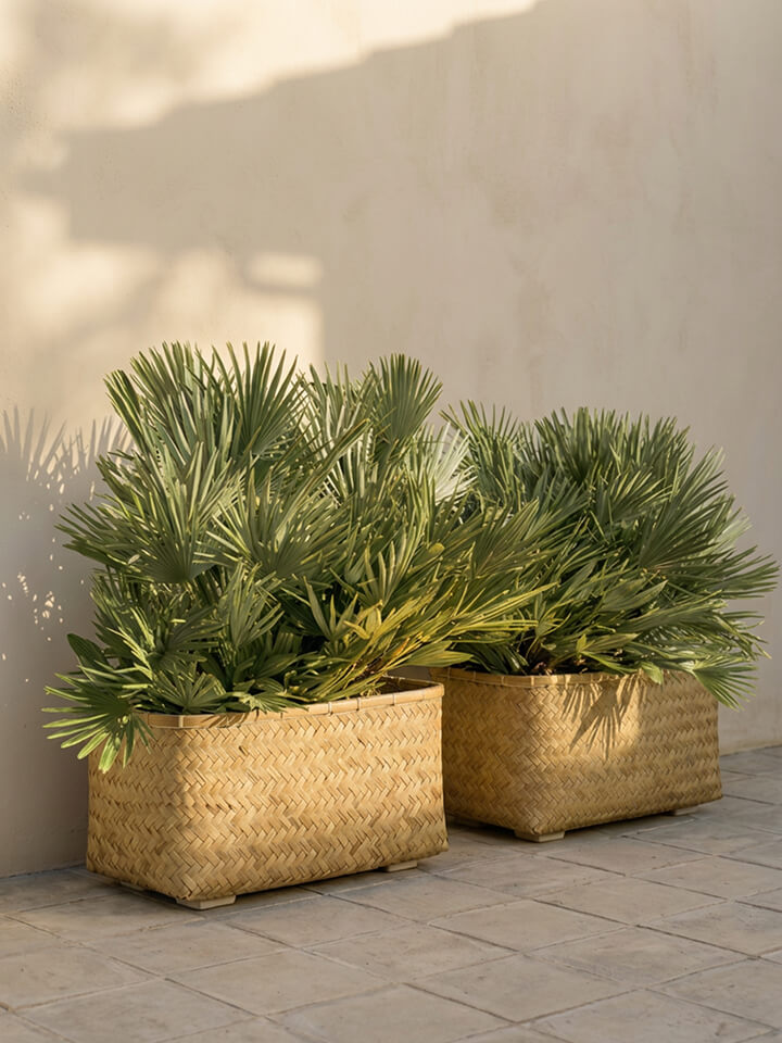 Dos cestas rectangulares tejidas con plantas de palma verde colocadas sobre un suelo de baldosas contra una pared de color claro.