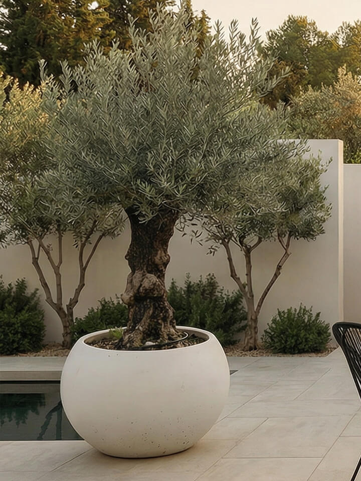 Un gran olivo en maceta, en una jardinera blanca redonda, en un patio embaldosado cerca de una piscina, con arbustos y árboles al fondo.