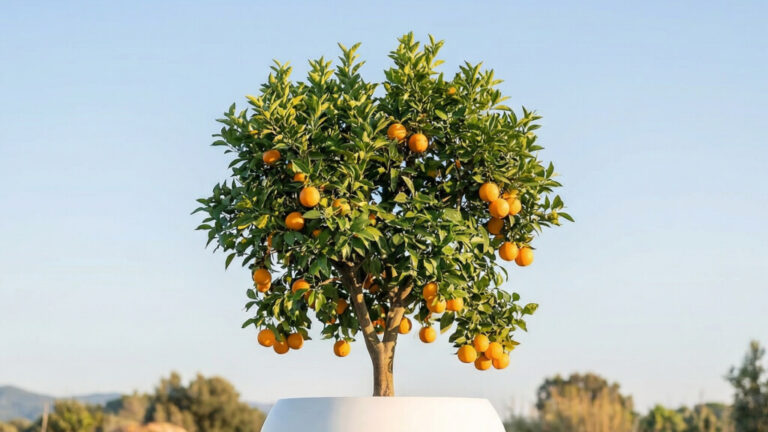 Un pequeño naranjo de hojas verdes y naranjas maduras crece en una maceta blanca, al aire libre y bajo un cielo azul despejado.