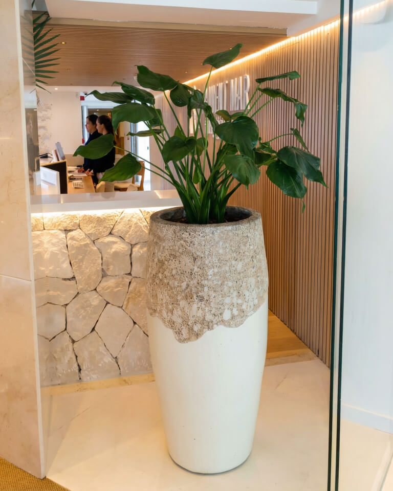Gran planta verde en maceta en una jardinera alta de cerámica blanca y beige colocada cerca de un mostrador de recepción en un espacio interior moderno y bien iluminado.