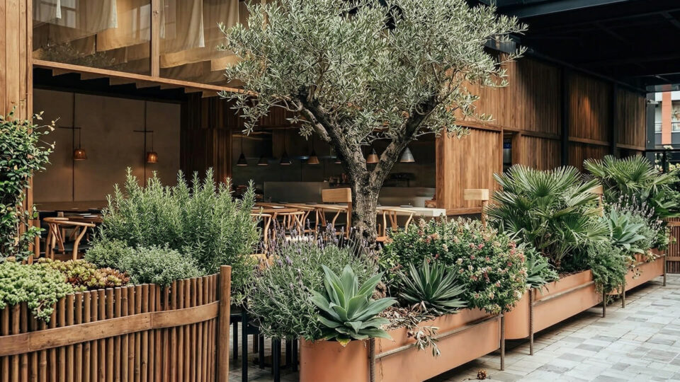 La zona de estar al aire libre de este restaurante está decorada con madera, grandes macetas, suculentas y un olivo, con mesas y sillas visibles a través de amplios ventanales.