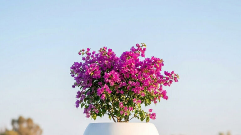 Una maceta blanca con vibrantes flores rosas de buganvilla contra un cielo azul claro.