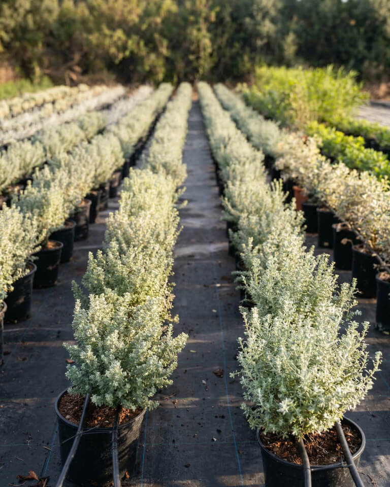 Filas de plantas en macetas dispuestas en hileras sobre una cubierta de tierra negra en un vivero de exterior, con árboles verdes visibles al fondo.