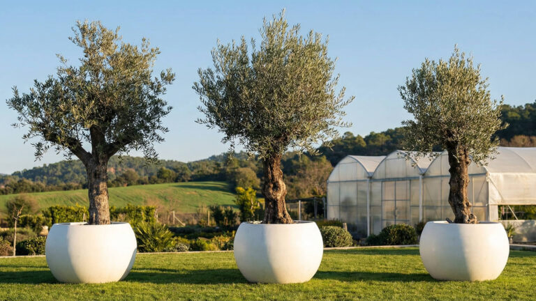 Tres olivos en grandes macetas blancas se colocan sobre un césped verde, creando acogedores espacios públicos, con un invernadero y colinas visibles al fondo bajo un cielo azul despejado.