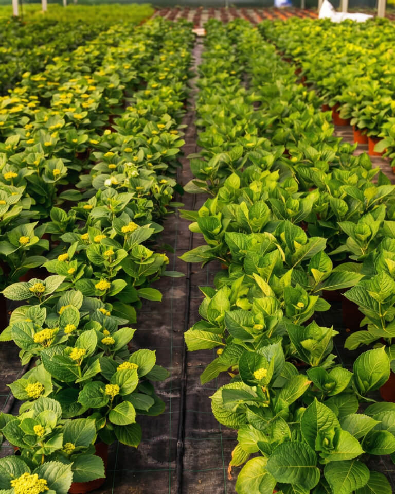 En un invernadero hay hileras de macetas con plantas verdes de hojas anchas, colocadas sobre un suelo cubierto de lona negra.